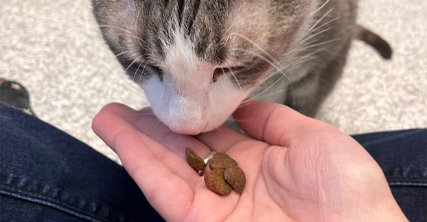 Cat Eating Dry Food From Hand