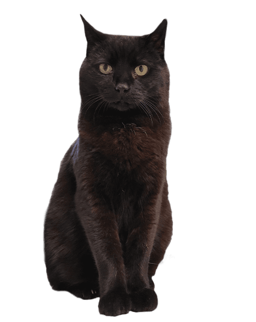 black cat sitting for diagnostics