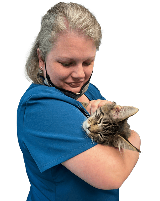 cat receiving senior pet care from vet