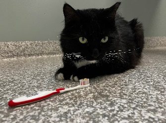 Black Cat With Red Toothbrush