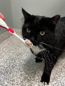 Black Cat With Toothpaste