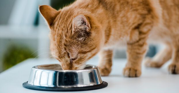 Cat Food And Water Cat eating or drinking out of a small dish